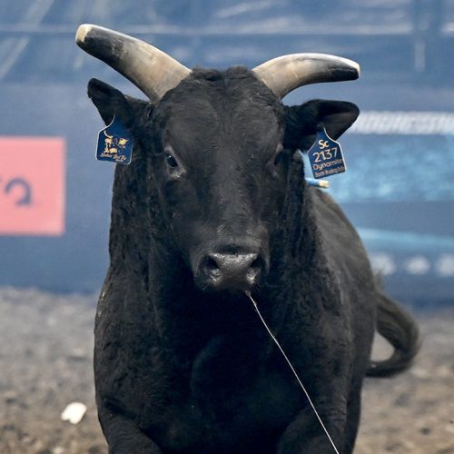 PBR bulls live like stars